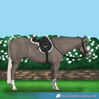 Horse Color:Silver Black 