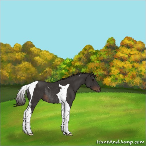 Horse Color:Liver Chestnut Tobiano Rabicano 