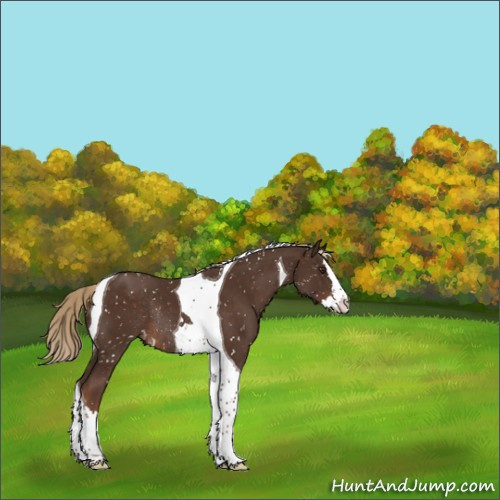 Horse Color:Liver Chestnut Sabino Splash Tobiano Snowflake Varnish Rabicano 