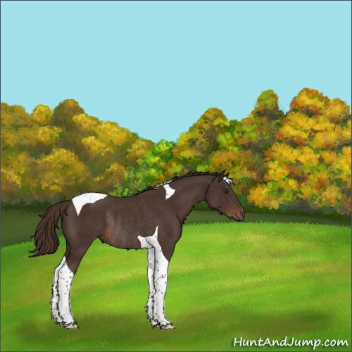 Horse Color:Liver Chestnut Tobiano Rabicano 