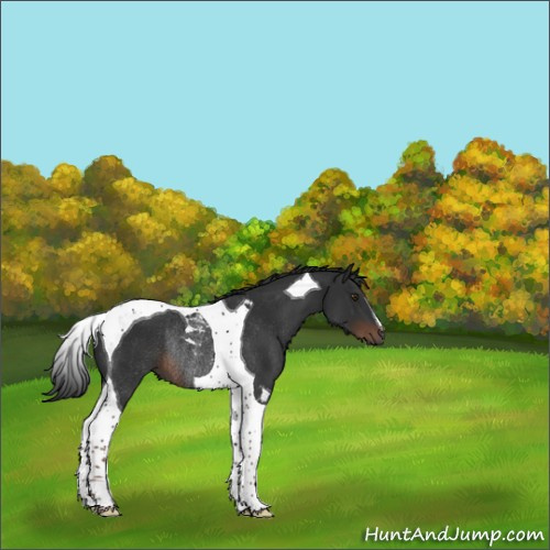 Horse Color:Liver Chestnut Tobiano Rabicano 