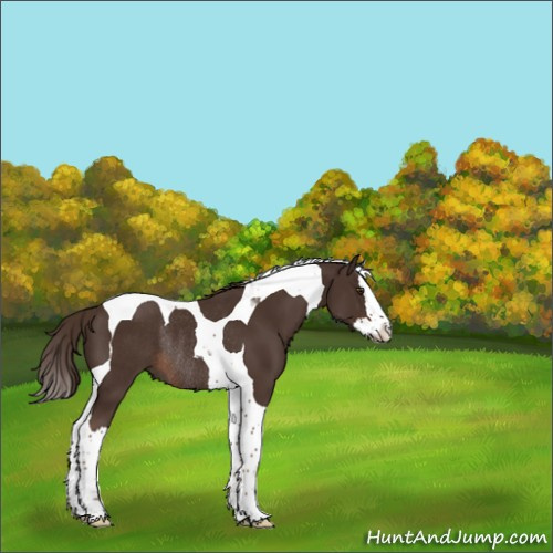 Horse Color:Liver Chestnut Splash Tobiano Rabicano 