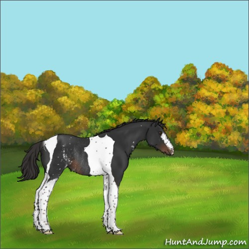 Horse Color:White Spotted Liver Chestnut Tobiano Rabicano 