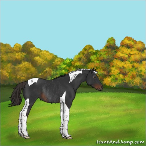 Horse Color:Gray Liver Chestnut Tobiano Rabicano 