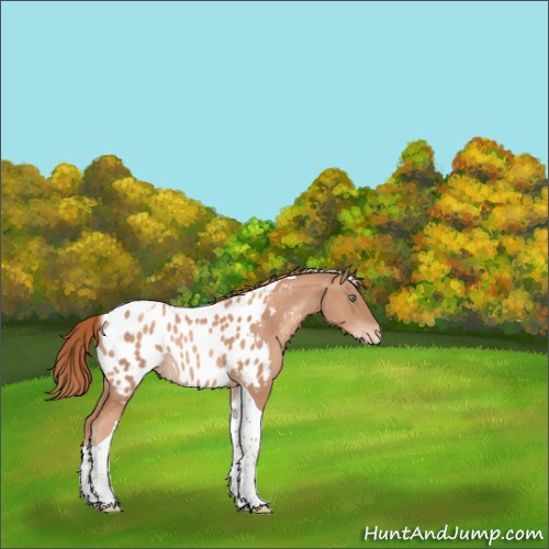 Horse Color:Gold Champagne Tobiano Appaloosa Rabicano 
