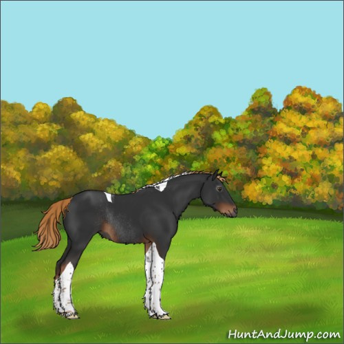 Horse Color:Gray Liver Chestnut Tobiano Rabicano 