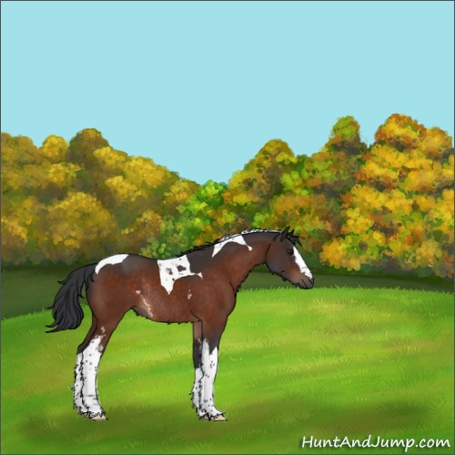 Horse Color:White Spotted Brown Tobiano Rabicano 