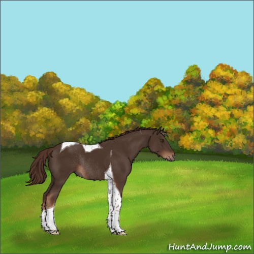 Horse Color:Liver Chestnut Tobiano Rabicano 