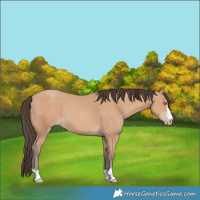 Horse Color:Amber Champagne 
