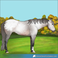 Horse Color:Gray Bay Appaloosa 