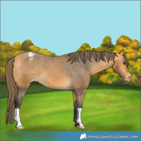 Horse Color:Buckskin Varnish 