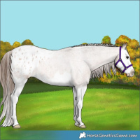Horse Color:Bay Roan Splash Appaloosa