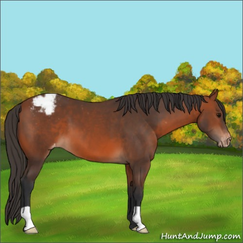 Horse Color:Bay Appaloosa 