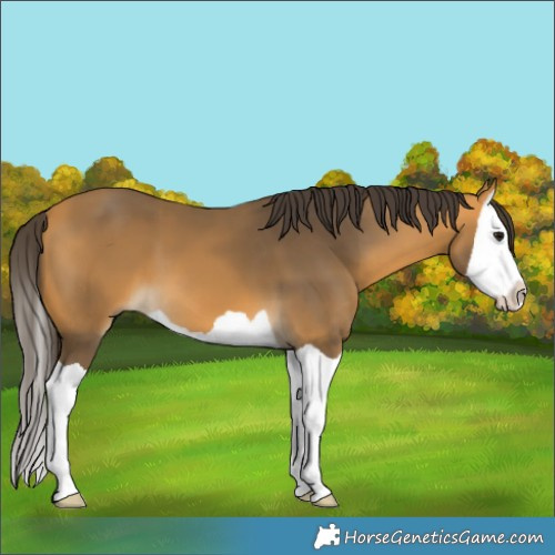 Horse Color:Buckskin Splash