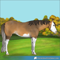 Horse Color:Buckskin Splash 