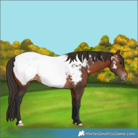 Horse Color:Brown Appaloosa 