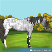 Horse Color:White Spotted Smoky Blue Roan Appaloosa 