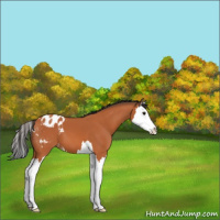 Horse Color:Bay Splash Appaloosa 