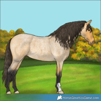Horse Color:Buckskin Roan 