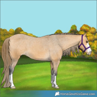 Horse Color:Buckskin Appaloosa 