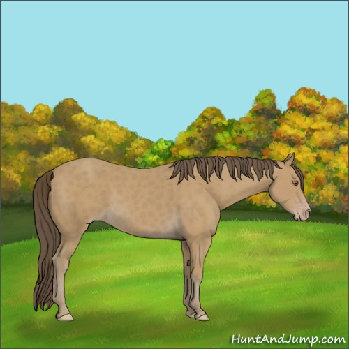 Horse Color:Classic Cream Champagne 