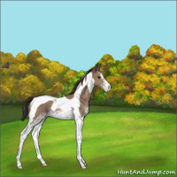 Horse Color:White Spotted Classic Champagne Tobiano 