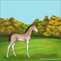 Horse Color:White Spotted Sable Champagne
