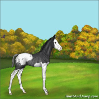 Horse Color:Black Splash Appaloosa Rabicano 