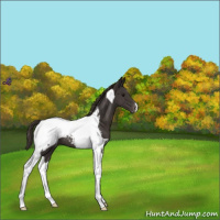 Horse Color:Smoky Black Tobiano Snowcap 