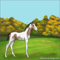 Horse Color:White Spotted Classic Champagne Tobiano 