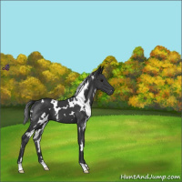 Horse Color:White Spotted Black 