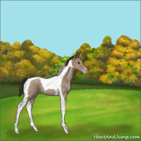 Horse Color:Classic Champagne Roan Tobiano 