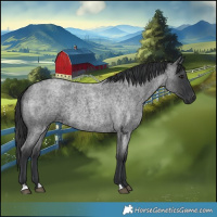 Horse Color:Blue Roan 