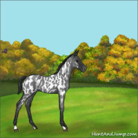 Horse Color:Blue Roan Near Leopard