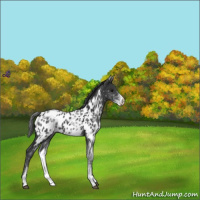 Horse Color:White Spotted Black Appaloosa 