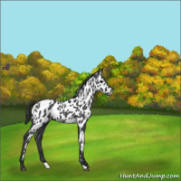 Horse Color:Blue Roan Near Leopard 
