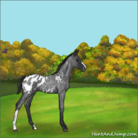 Horse Color:Blue Roan Near Leopard 