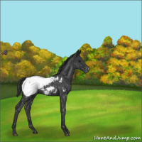 Horse Color:Blue Roan Snowcap 
