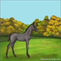Horse Color:Smoky Blue Roan Appaloosa 