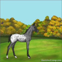 Horse Color:Blue Roan Tobiano Appaloosa