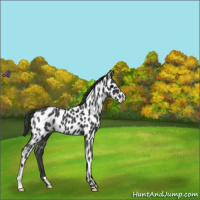 Horse Color:Blue Roan Leopard 