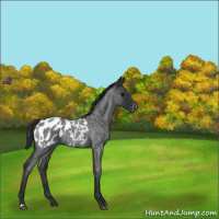 Horse Color:Blue Roan Appaloosa 