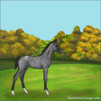 Horse Color:Blue Roan Snowflake Varnish
