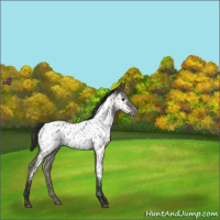 Horse Color:Blue Roan Appaloosa 