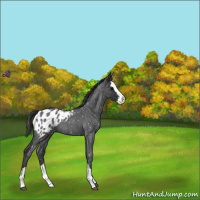 Horse Color:Blue Roan Splash Appaloosa 