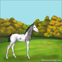 Horse Color:Blue Roan Splash Appaloosa 