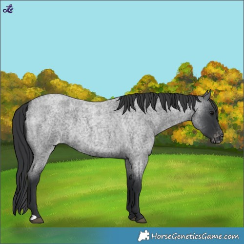 Horse Color:Blue Roan Appaloosa 