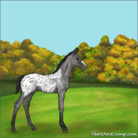 Horse Color:Blue Roan Appaloosa 