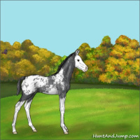 Horse Color:Blue Roan Splash Appaloosa 