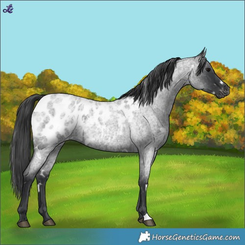 Horse Color:White Spotted Blue Roan Appaloosa 